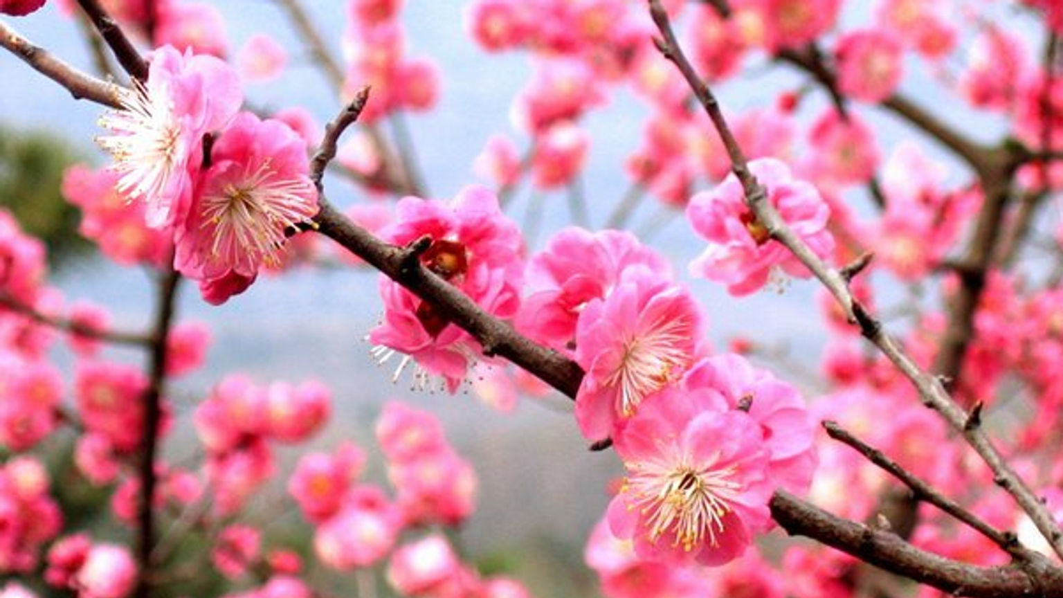 Citizen Labs Livestream